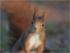 <p>VEVERKA OBECNÁ (Sciurus vulgaris) /Red squirrel - Eichhörnchen/</p>